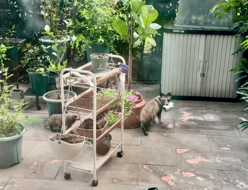 皇冠登一登二登三区别_上海一小区居民苦恼新邻居:突然搬来让人提心吊胆皇冠登一登二登三区别!不能抓不能打