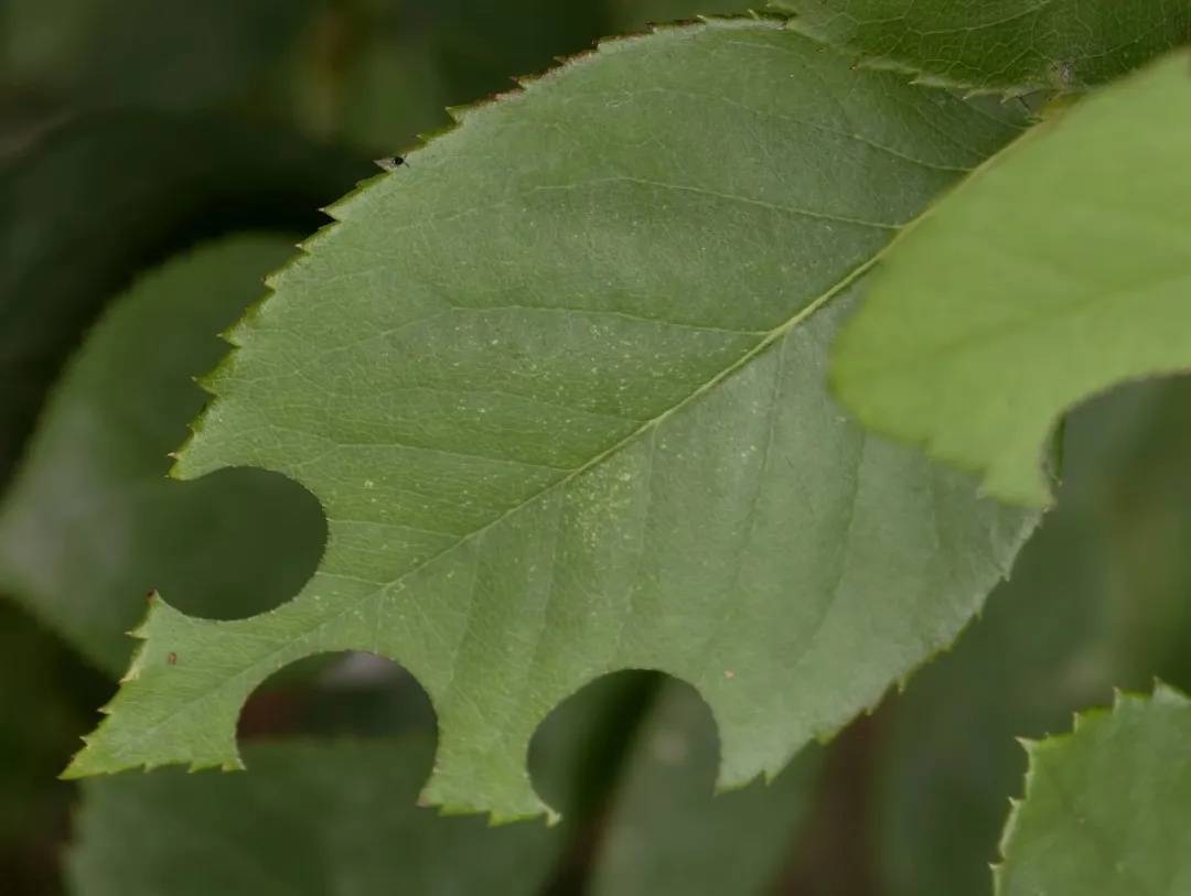 皇冠信用網如何注册_咬开桃子发现一堆树叶?莫慌皇冠信用網如何注册!你是遇到了它→