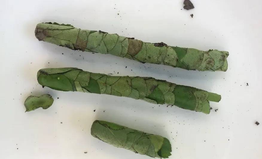 皇冠信用網如何注册_咬开桃子发现一堆树叶?莫慌皇冠信用網如何注册!你是遇到了它→