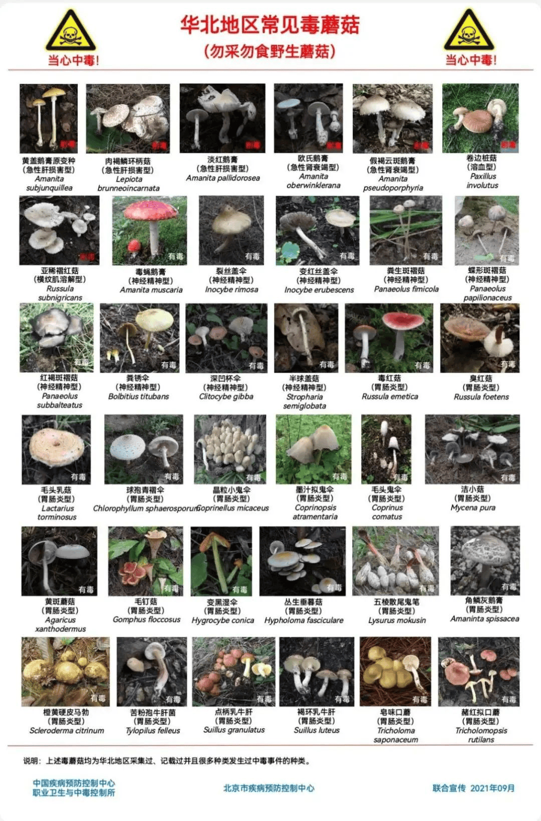 皇冠信用盘登2代理_网红发文悼念婆婆：吃了邻居送的蘑菇中毒皇冠信用盘登2代理，抢救四天四夜死亡！这些蘑菇避毒原则可能是陷阱→