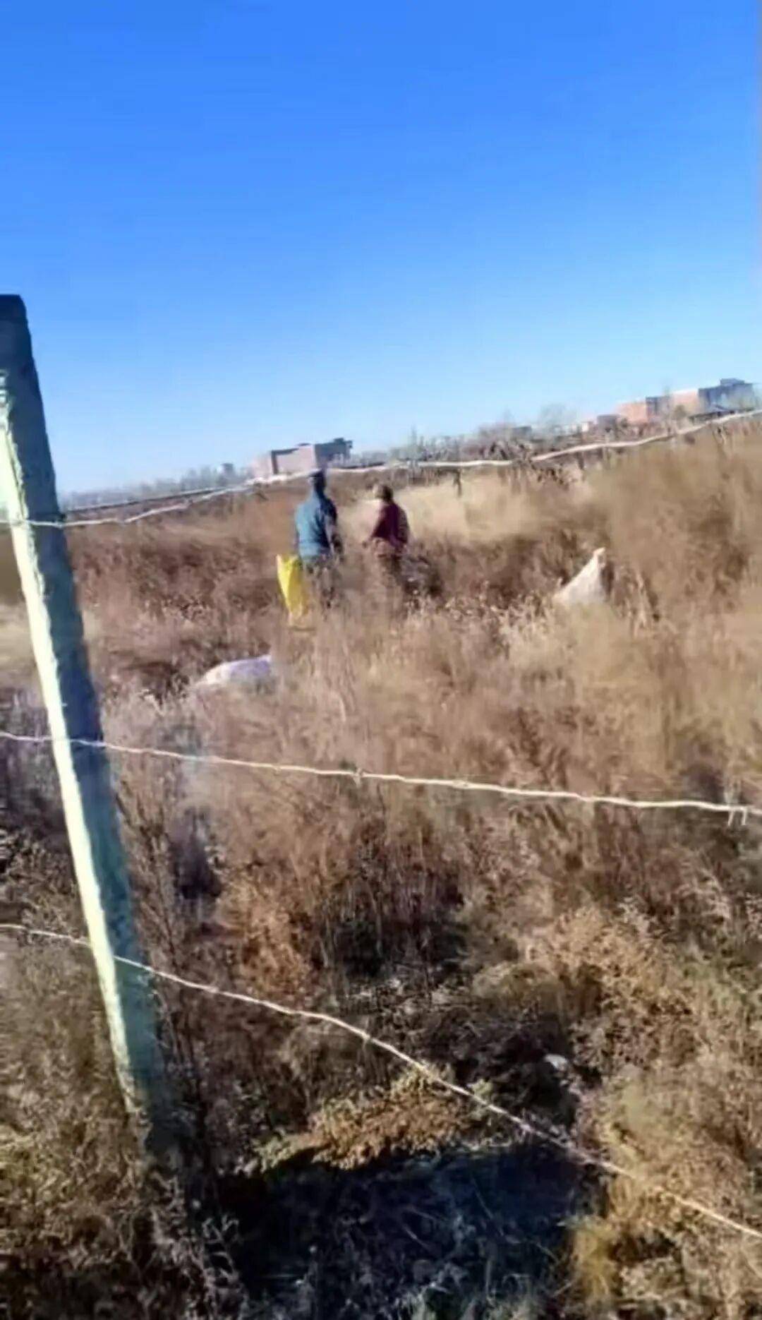 皇冠信用网_百亩向日葵遭村民哄抢皇冠信用网，损失50万元！警方已行拘4人