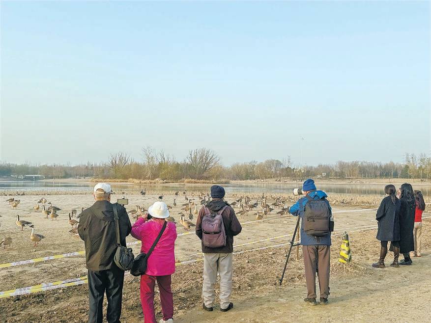 皇冠信用出租_“大姐皇冠信用出租，再喂它们就走不了了！”