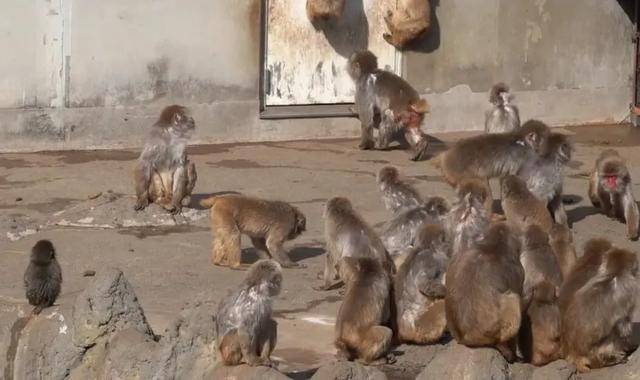 皇冠信用网出租 _毛绒玩具当妈妈皇冠信用网出租 ，被全世界心疼的小猴还有救